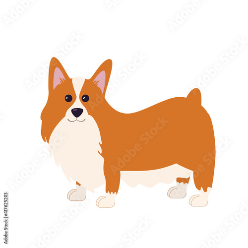 Vector dog breed is the Corgi. Cute cartoon corgi on white background isolated