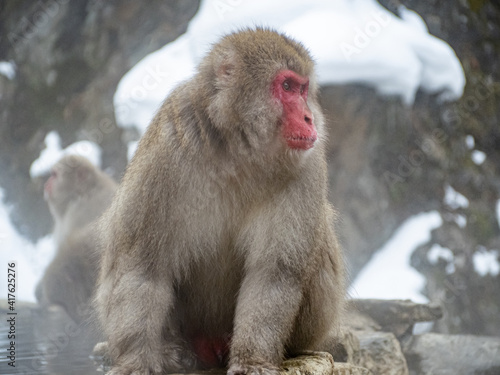 close up adult Japanese macaque snow monkey 2