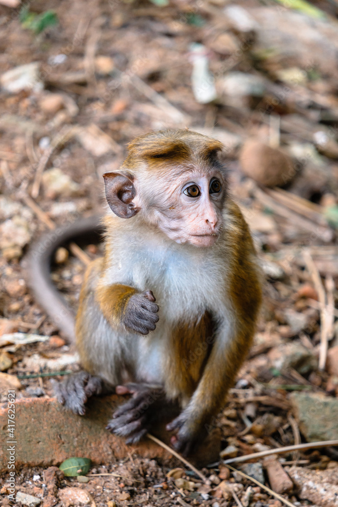 A cute monkey in Royal Botanical Garden