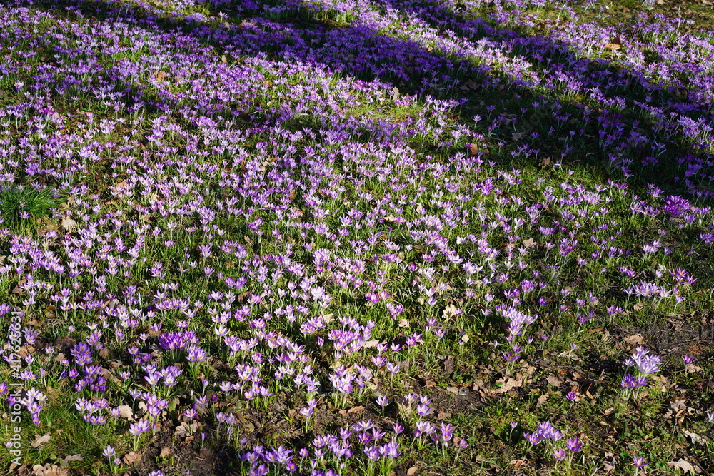 Sehr viele violette Krokusse bei Sonnenschein mit Schattenfall von einem Baum