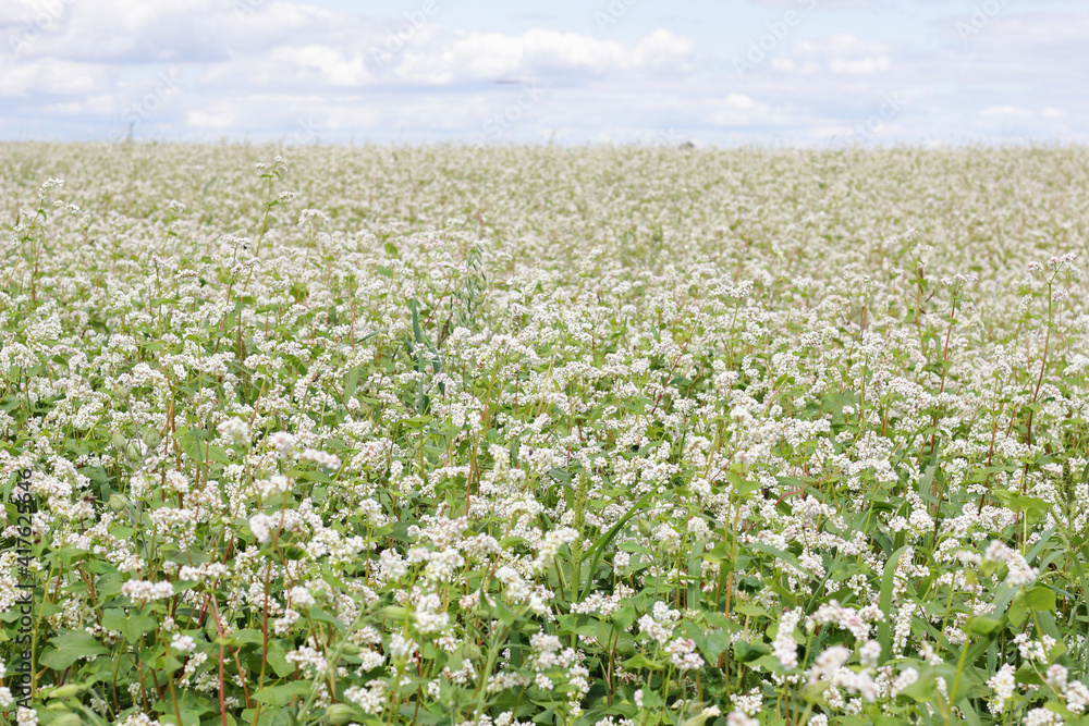 Buckwheat plant on agriculture field bloomong with white flowers, eco farming background or texture, closeup, organic agriculture and horticulture concept