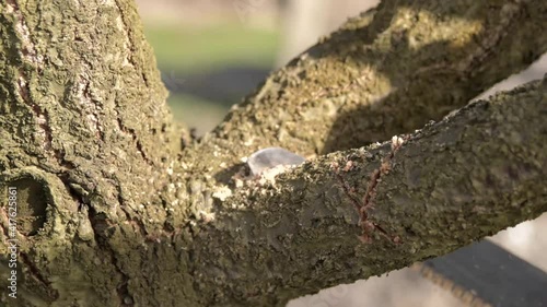 Pruning trees with a hand saw in the spring.Pruning branches of trees