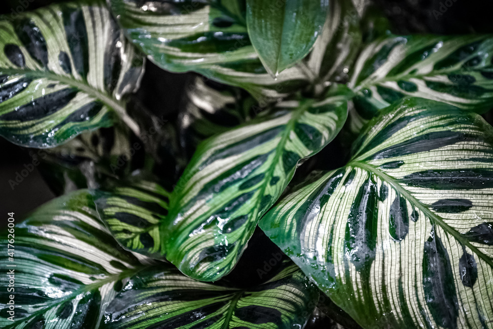 Obraz premium Calathea makoyana pattern green leaves natural background