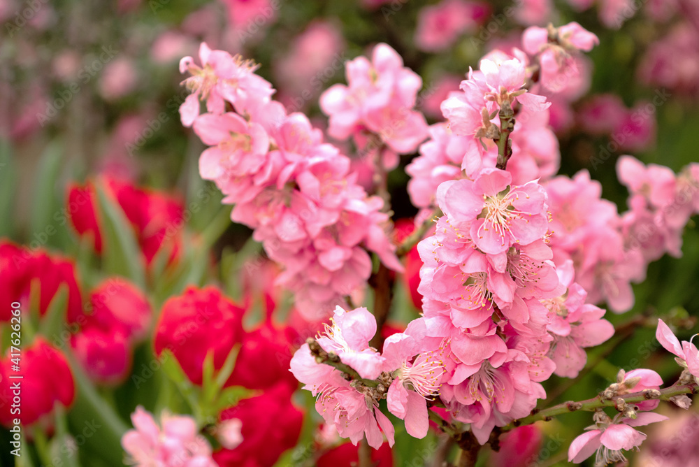 Nectarine tree branch in full bloom with pink flowers in spring garden Nectarine tree branch in full bloom with pink flowers in spring garden