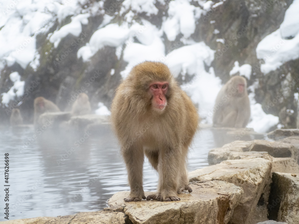 Japanese snow monkey sitting beside hot spring 36 Japanese snow monkey sitting beside hot spring 36