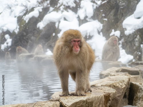 Japanese snow monkey sitting beside hot spring 36 © Hanstography