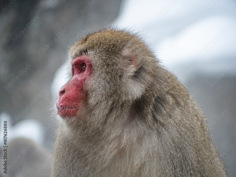 close up face of Japanese macaque snow monkey 15 close up face of Japanese macaque snow monkey 15