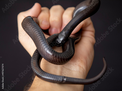 The Mexican black kingsnake (Lampropeltis getula nigrita) is part of the larger colubrid family of snakes, and a subspecies of the common kingsnake.