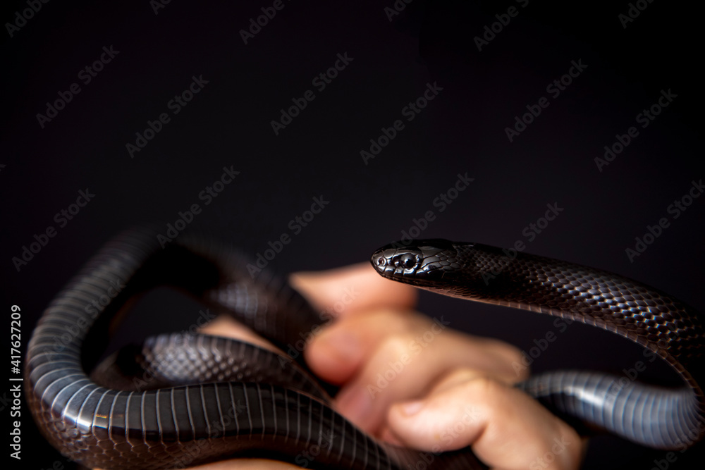 The Mexican black kingsnake (Lampropeltis getula nigrita) is part of