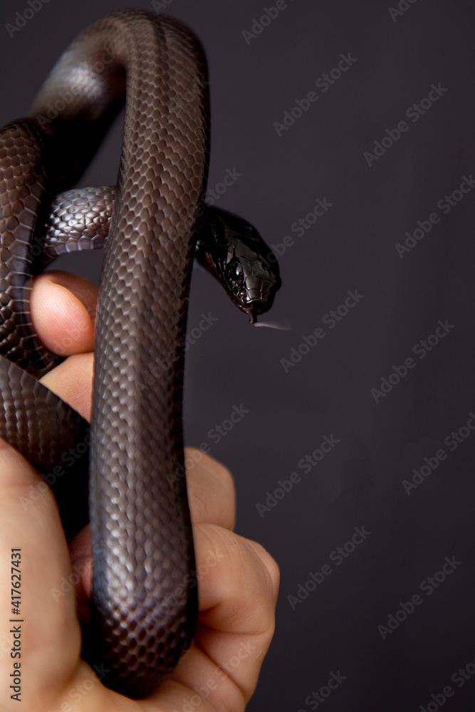The Mexican black kingsnake (Lampropeltis getula nigrita) is part of