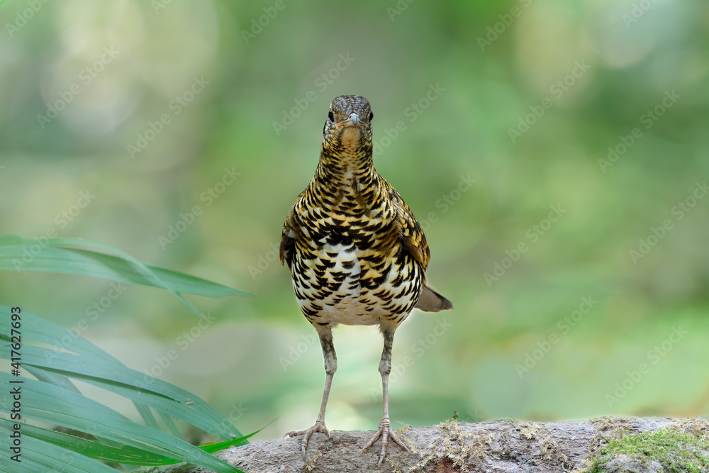 front view of mysterious stripe bird with tiger livery look, Scaly or White's thrush front view of mysterious stripe bird with tiger livery look, Scaly or White's thrush