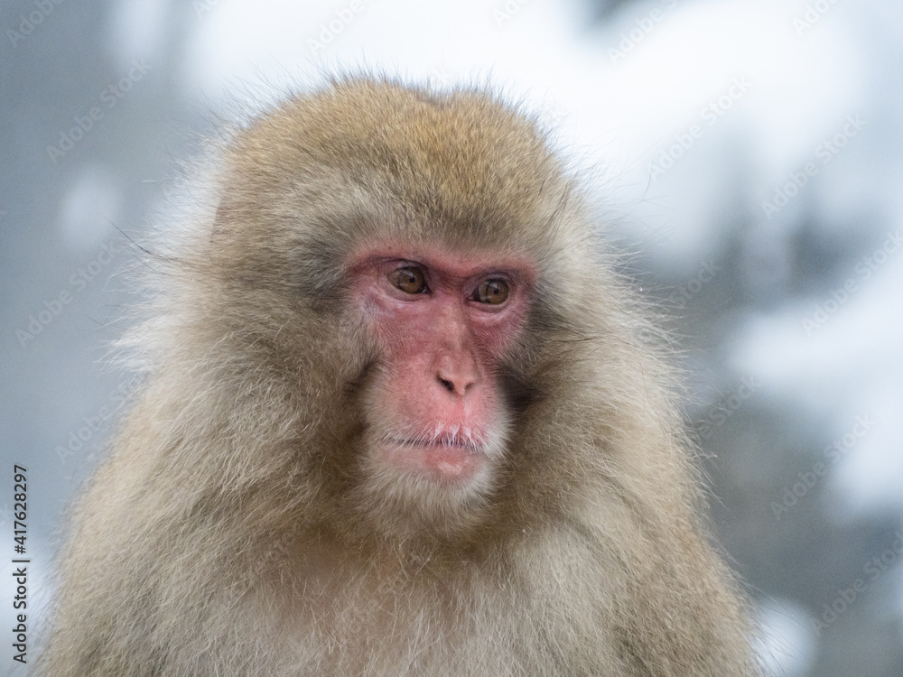 close up face of Japanese macaque snow monkey 12 close up face of Japanese macaque snow monkey 12