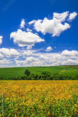 soy plantation  agriculture and development