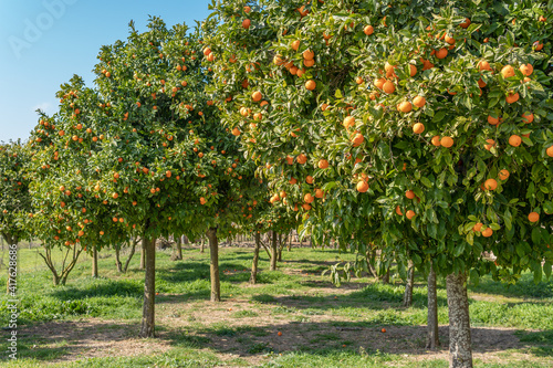 Mandarin tree (Citrus reticulata) with tangerines on its branches