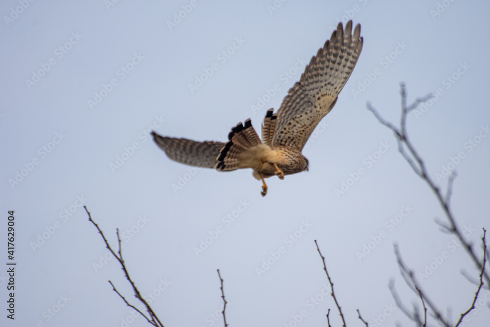 Fototapeta premium Eagle flying away.