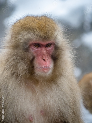 close up face of Japanese macaque snow monkey 11 © Hanstography