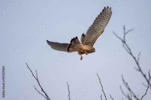 Eagle flying away. © Cervi