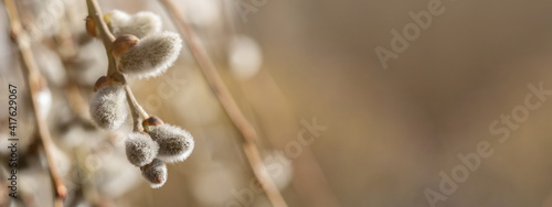 Spring easter background banner panorama - Macro close-up from beautiful Salix caprea / goat willow / pussy willow / great sallow