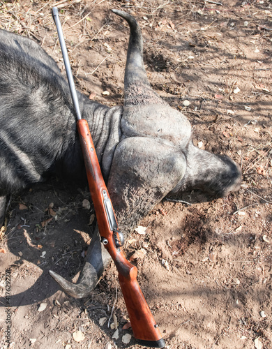  Span of the bull buffalo's horns compared to the size of a hunting carbine. photo