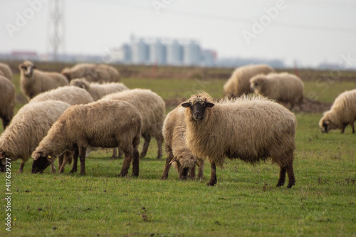 Sheep in the field © Cervi