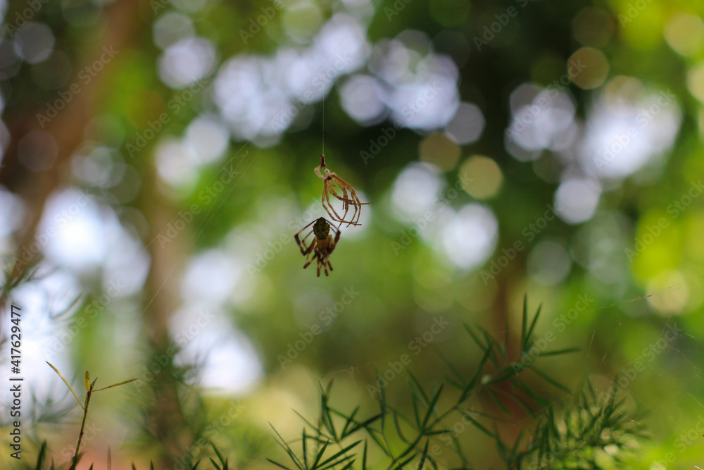 Fototapeta premium A little spider is making his house