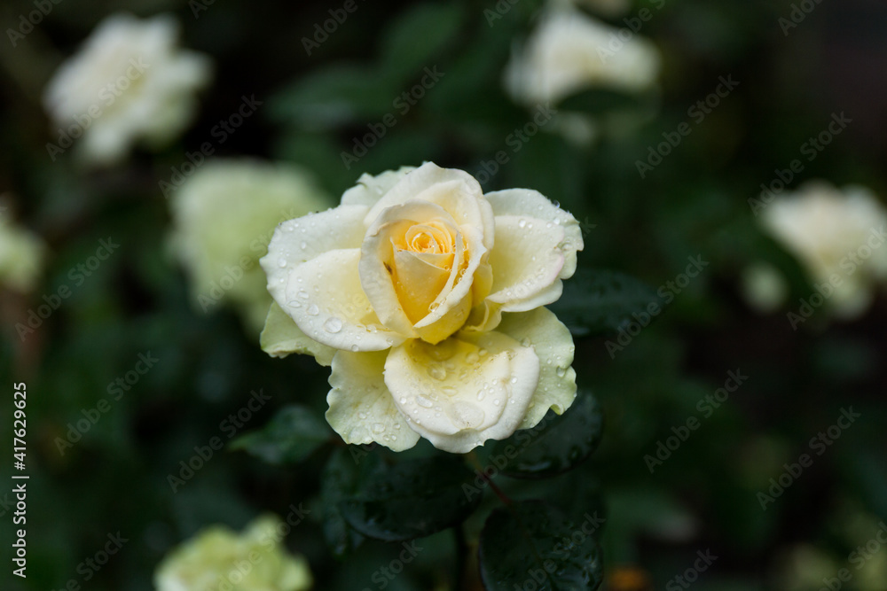 A selective focus shot of a white Rose with dewdrops on it A selective focus shot of a white Rose with dewdrops on it