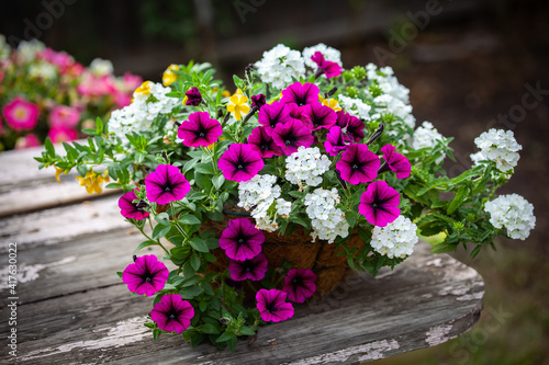 flower arrangement of burgundy petunias with black veins, white verbena and yellow calibrachoa in a coconut basket