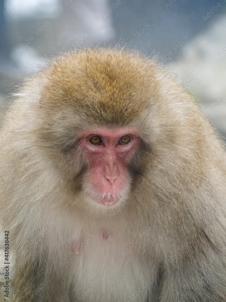 close up face of Japanese macaque snow monkey 7 close up face of Japanese macaque snow monkey 7