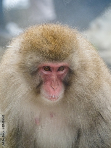 close up face of Japanese macaque snow monkey 7 © Hanstography