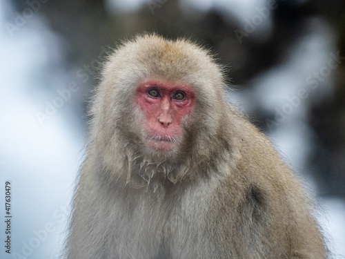 close up adult Japanese macaque snow monkey © Hanstography