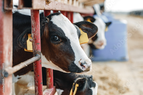 Young bull calf in a stall on a farm