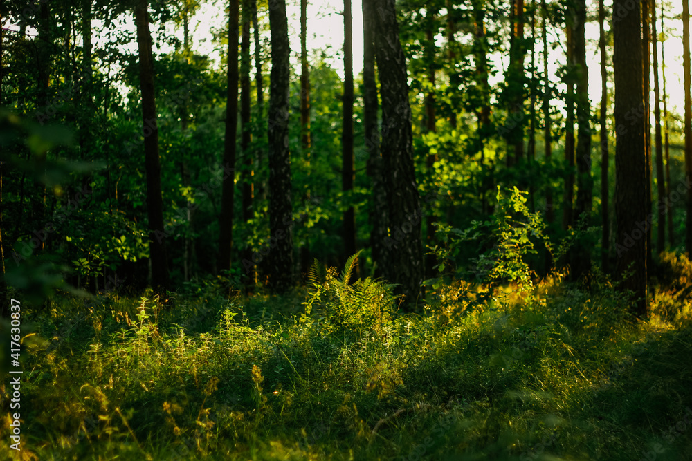 Obraz premium woods
