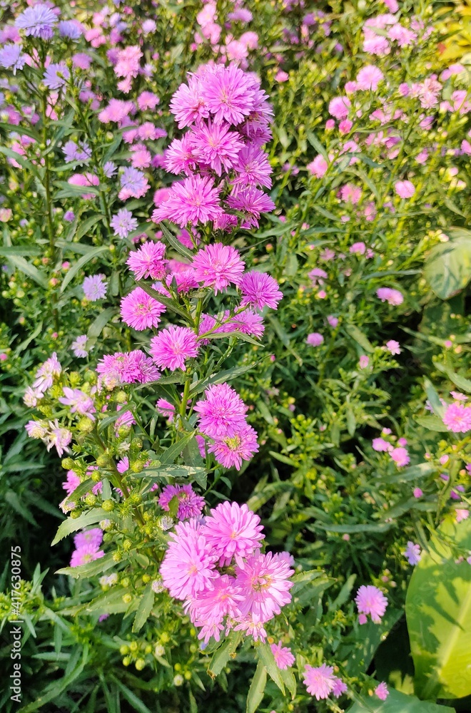 Obraz premium pink flowers in the garden