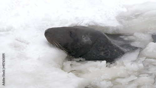 Grey seal surging from frozen darkness to snowed surface to breathe - Medium close-up tracking shot photo