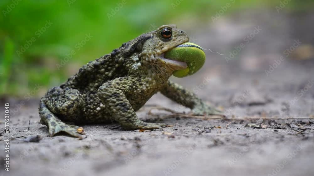 A toad tries to swallow a green caterpillar. A toad tries to swallow a green caterpillar.