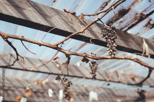 Grape vine over winter/spring