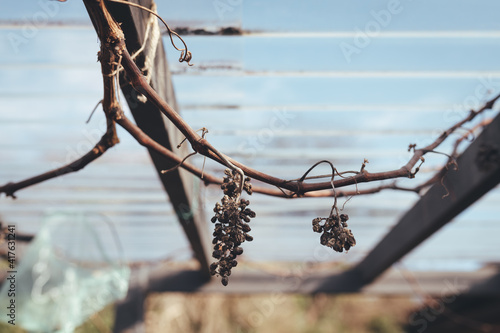 Grape vine over winter/spring