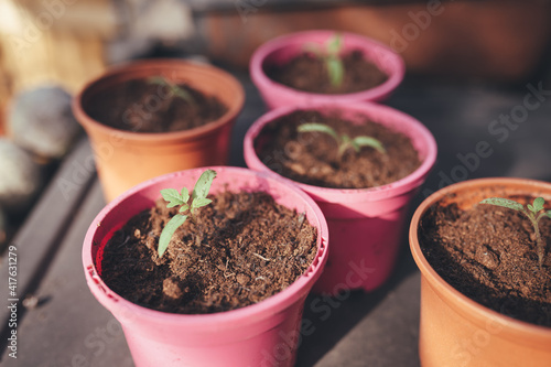 Tomato seedling in plant pot