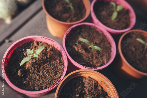 Tomato seedling in plant pot