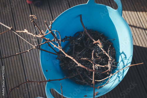 Grape vines cut, pruned in winter for spring growth