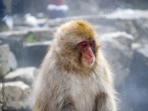 Japanese macaque snow monkey by hot spring 1 © Hanstography