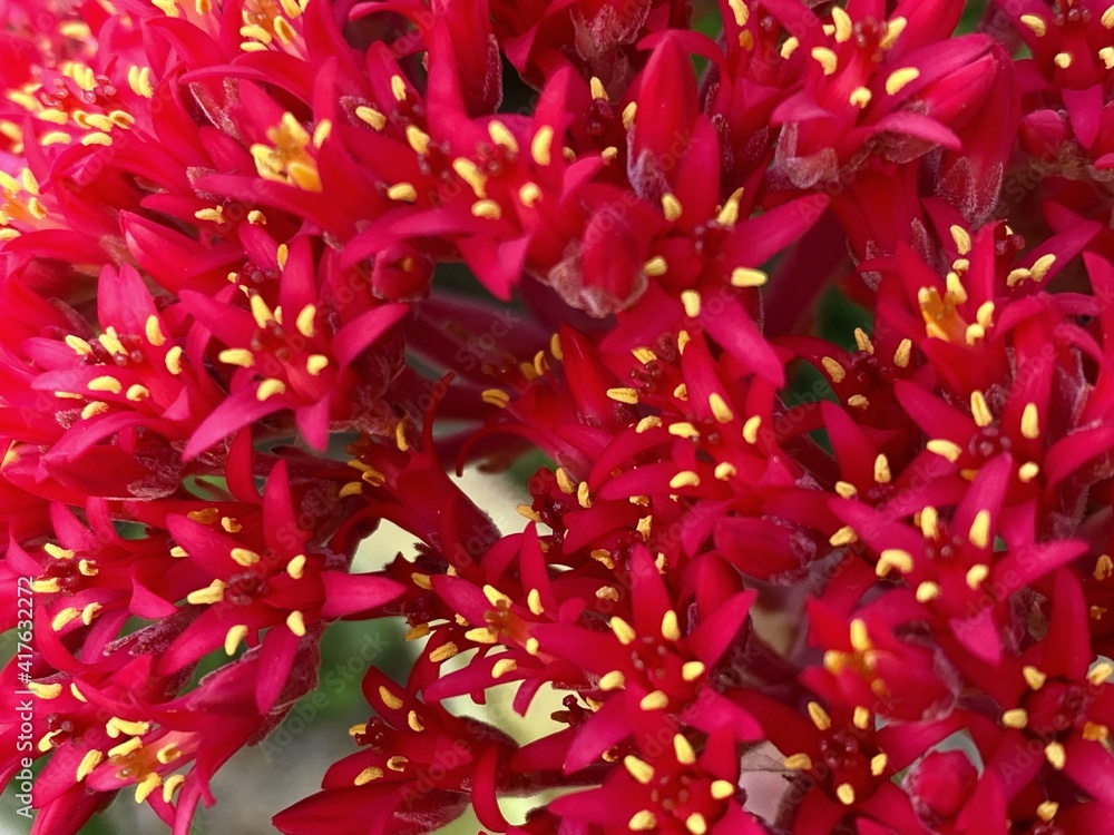 Extreme close up of red crassula flowers