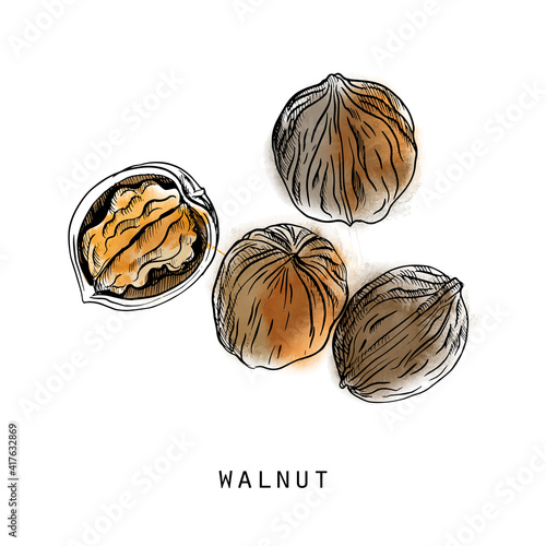 Watercolor sketch of walnuts