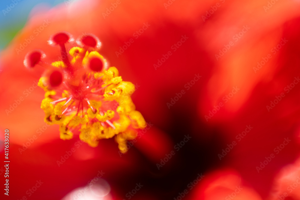 Fototapeta premium Large field with beautiful red poppies. Summer landscape with flowers. Red flowers. Red poppy buds. Meadow with poppy flowers. Flower close-up. Red flower. 
