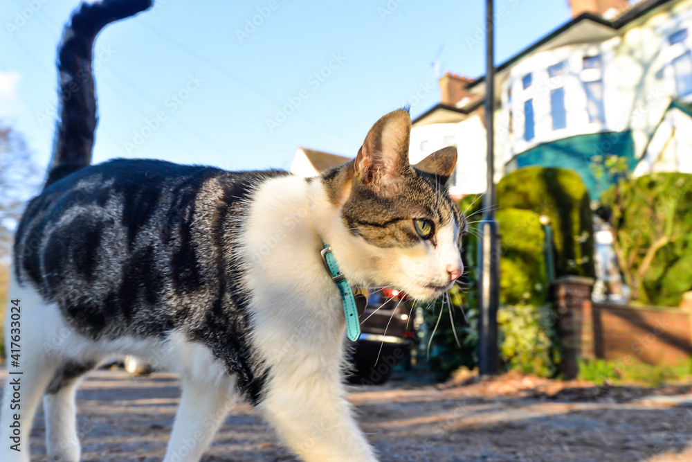 A cat in the street