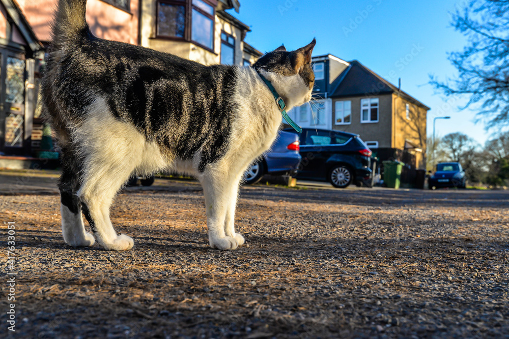 A cat in the street