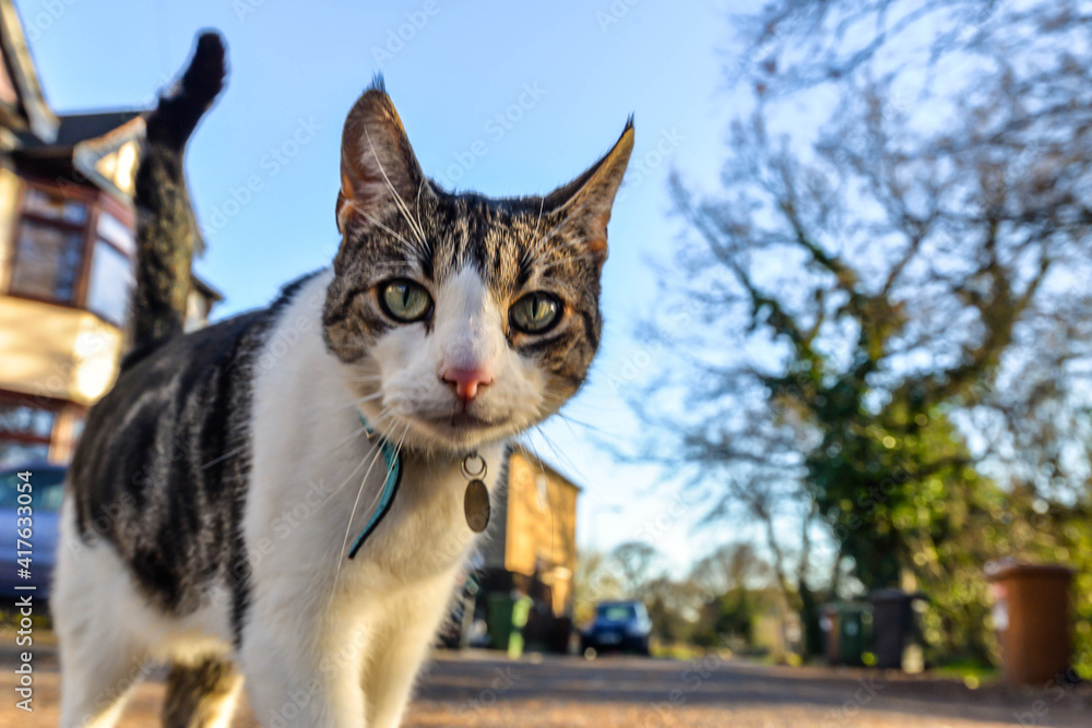 A cat in the street