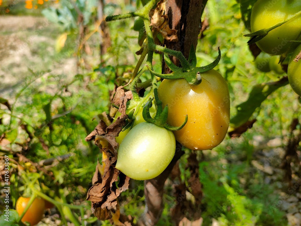 Tomato hanging from its plant, cultivated in west bengal Indian