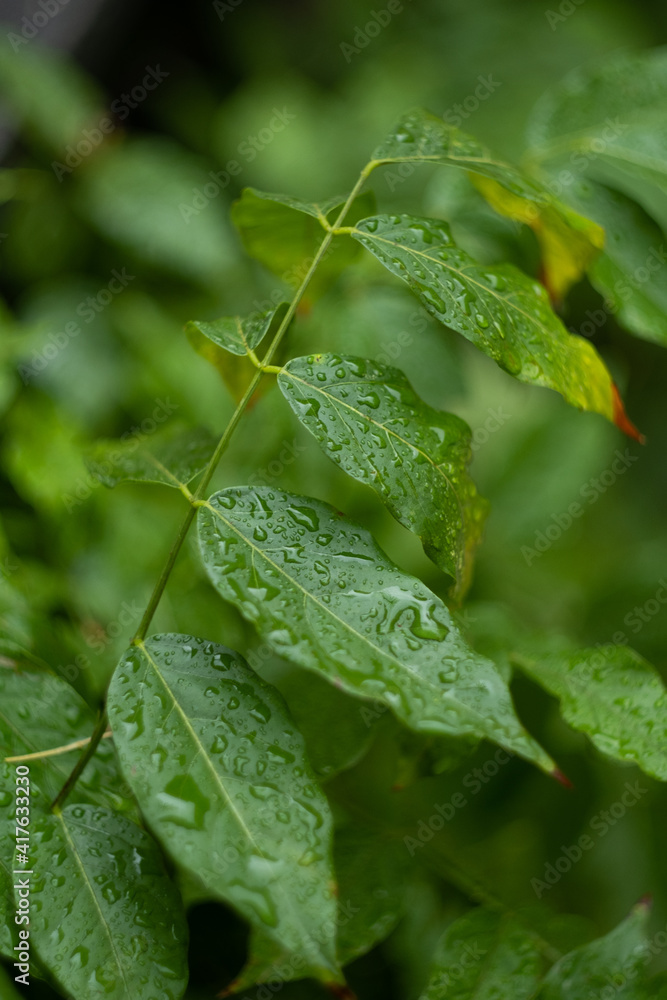 Beautiful grean leaf texture with drops of water, close up. Selective focus. After rain. Long banner with copy space. Long horizontal banner. Beautiful leaf texture in nature. Natural background.
