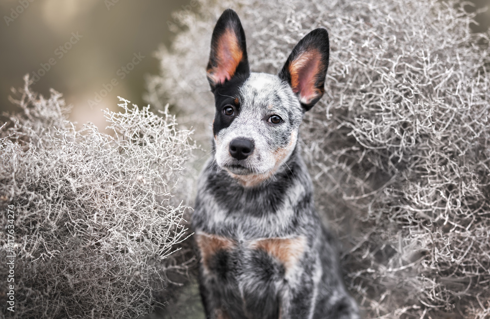 Grey sales blue heeler